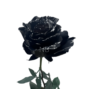 Skull tinted rose