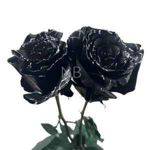 Skull tinted rose