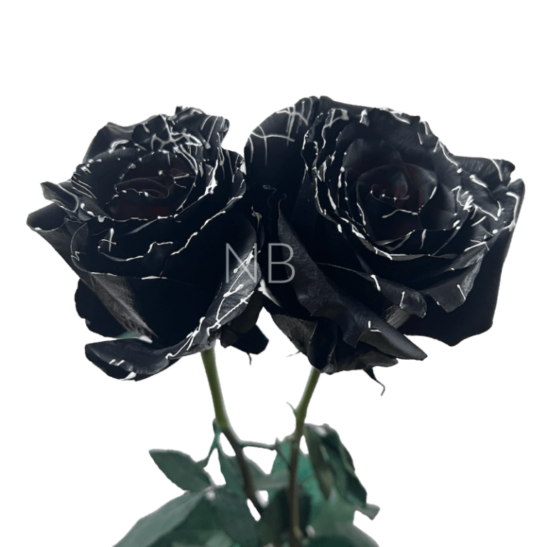 Skull tinted rose