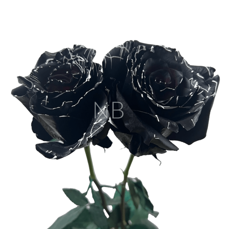 Skull tinted rose