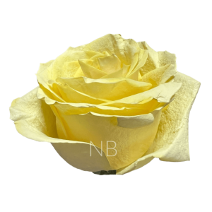 yellow pastel roses