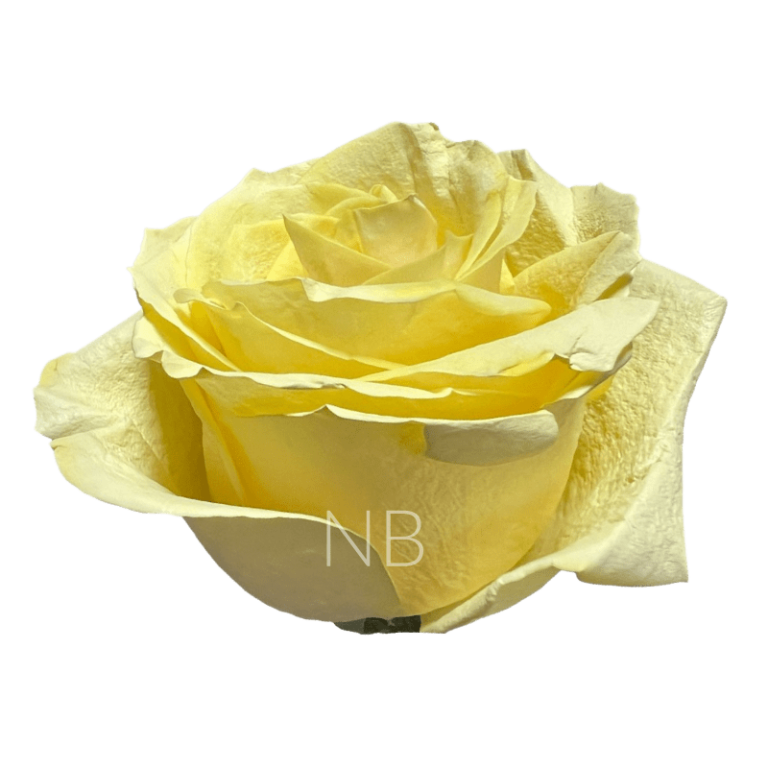 yellow pastel roses