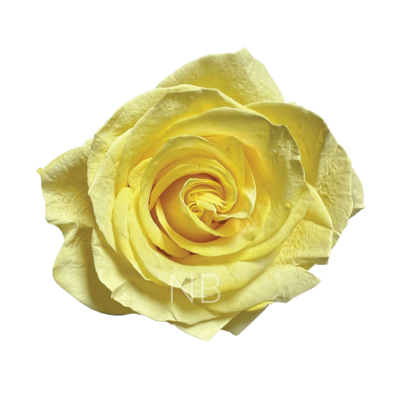 yellow pastel roses