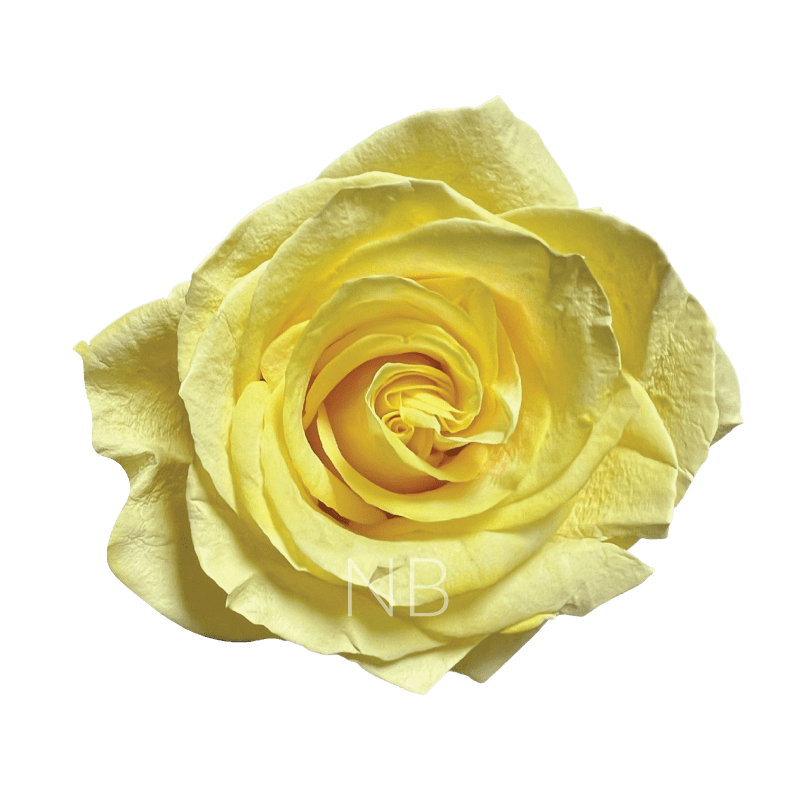yellow pastel roses