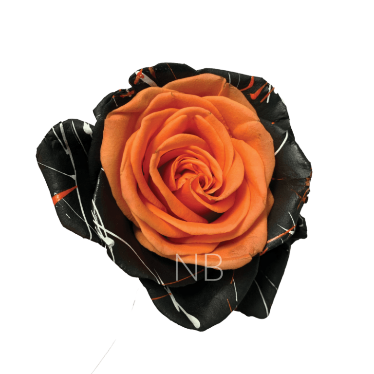 Bewitched Confetti Orange tinted roses