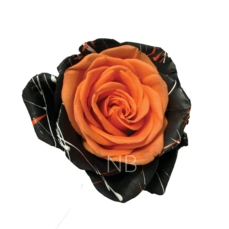 Bewitched Confetti Orange tinted roses