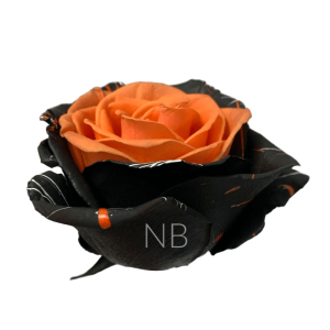 Bewitched Confetti Orange tinted rose