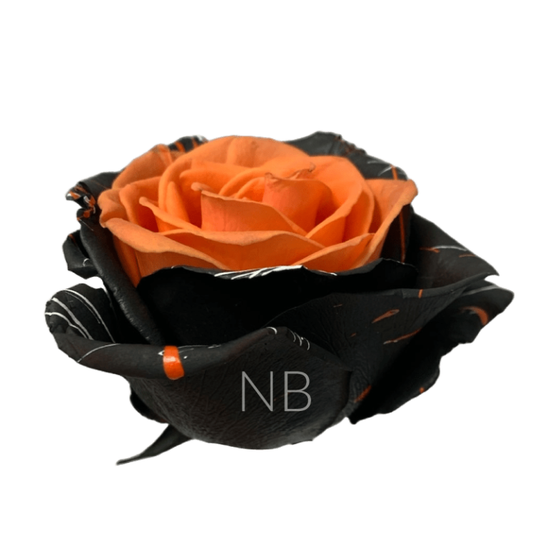 Bewitched Confetti Orange tinted rose