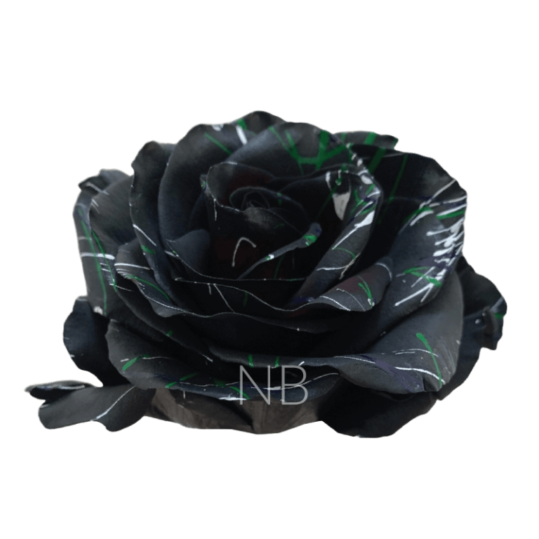 Black Halloween Confetti 2 Tinted Roses