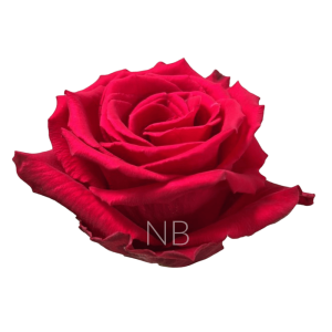 Born beauty rose