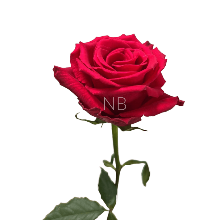Born beauty rose