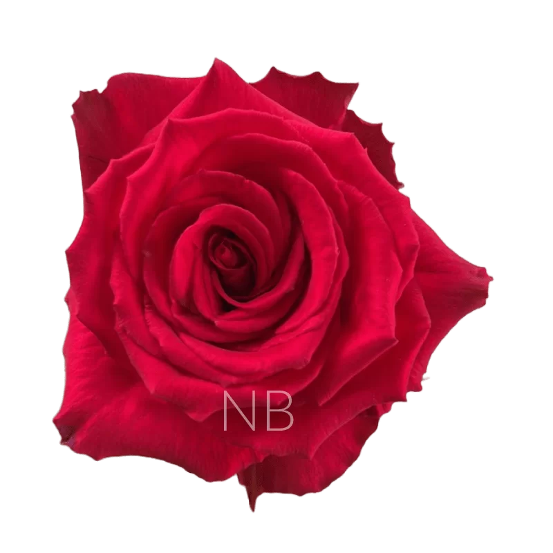 Born beauty roses