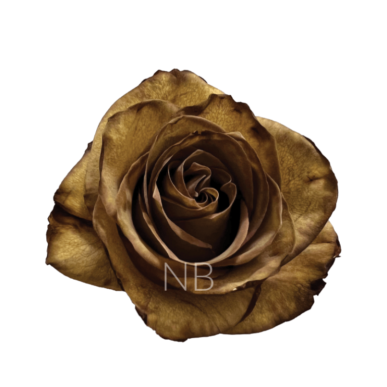 Brown Leaf tinted Roses