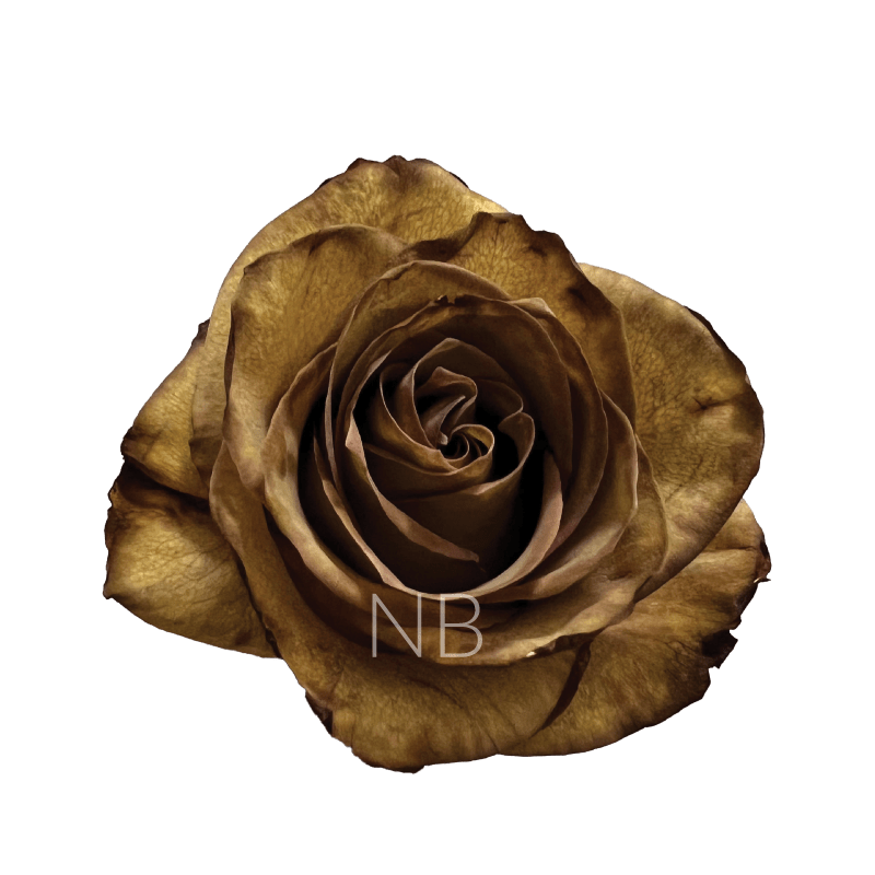 Brown Leaf tinted Roses