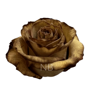 Brown Leaf tinted Rose