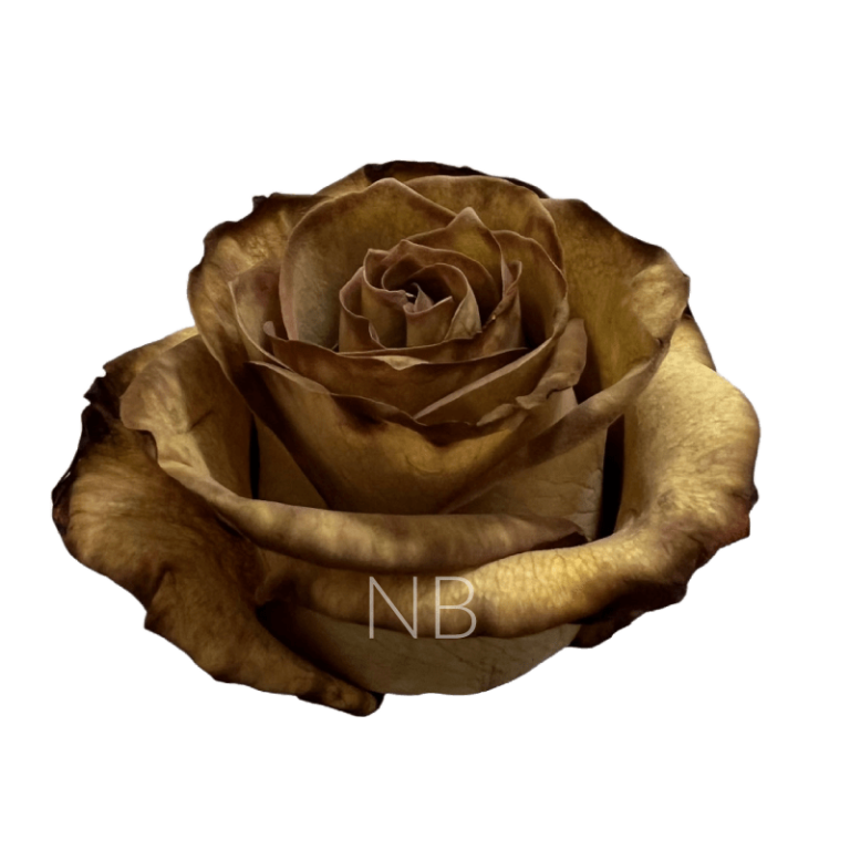 Brown Leaf tinted Rose