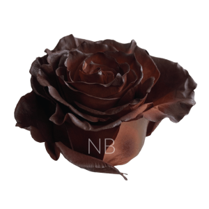 Chestnut Tinted Rose