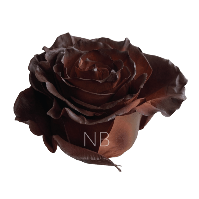 Chestnut Tinted Rose