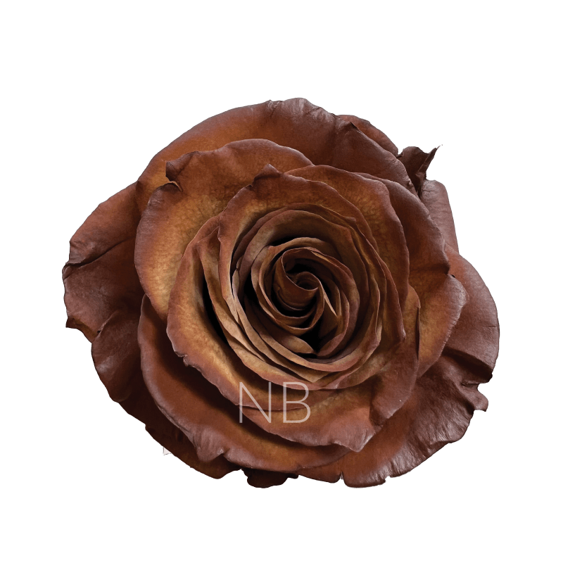 Cinnamon tinted roses