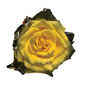 Confetti Halloween Yellow Tinted Roses