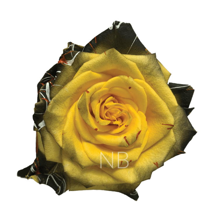 Confetti Halloween Yellow Tinted Roses