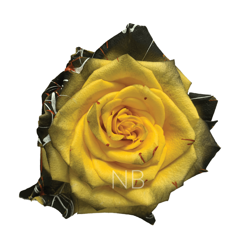 Confetti Halloween Yellow Tinted Roses