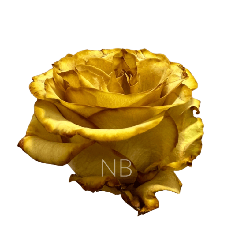 Crispy Leaf Tinted Rose