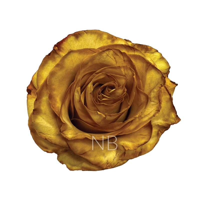 Crispy Leaf Tinted Roses