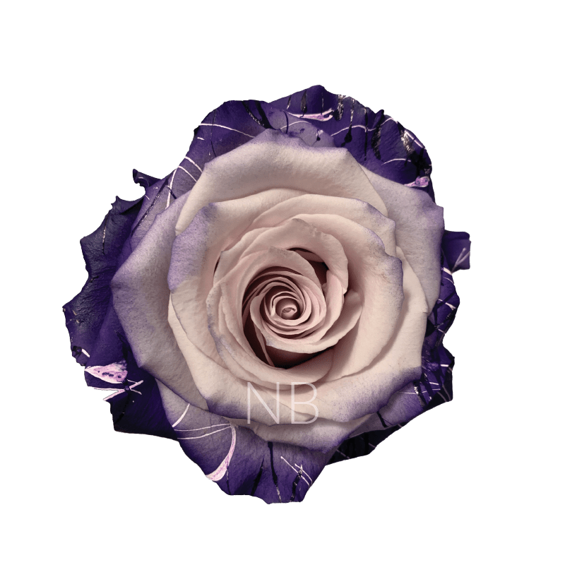 Enchanted Andrea Tinted Roses