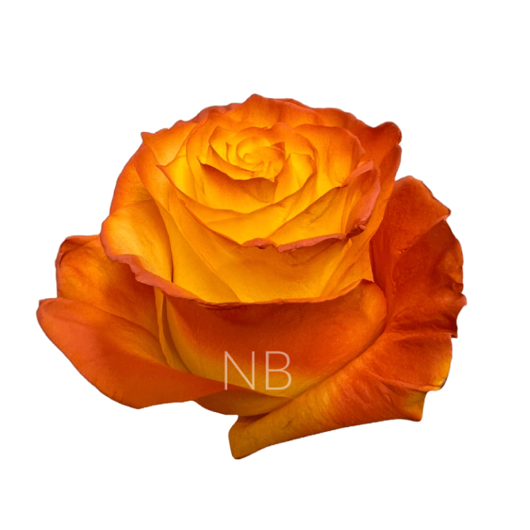 Pumpkin Pie Rose