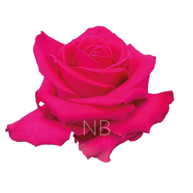 full monty hot pink roses