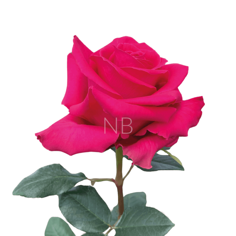 full monty roses