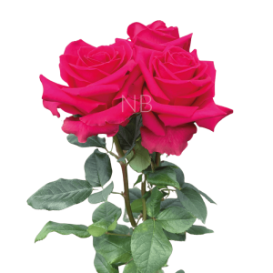 full monty roses