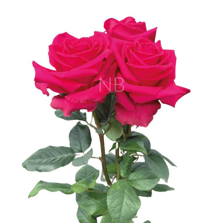 full monty roses