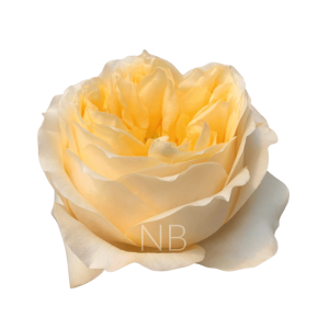 Cream Xpression Roses