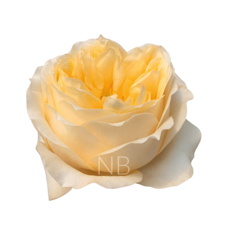 Cream Xpression Roses