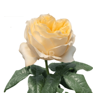 Cream Xpression Roses