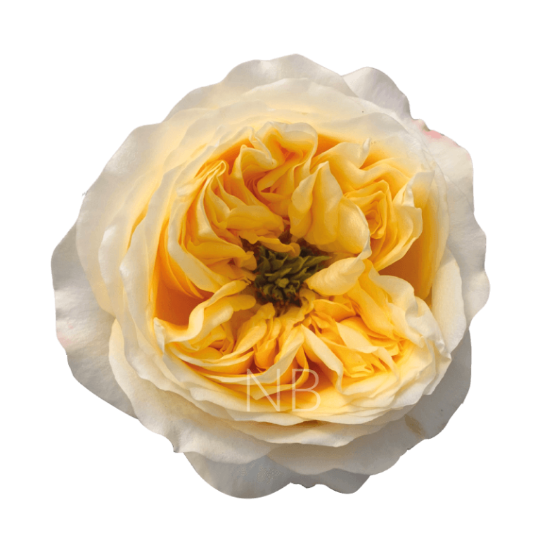 Cream Xpression Roses