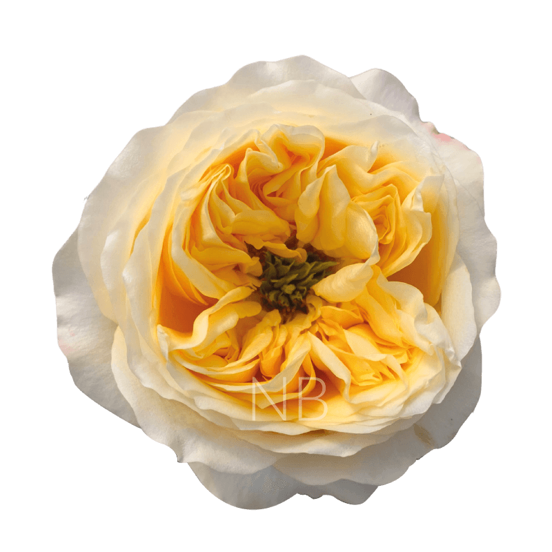 Cream Xpression Roses