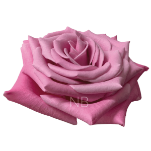 babbaloo roses