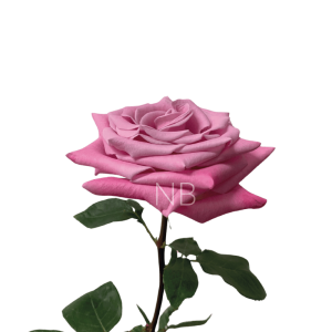 babbaloo roses