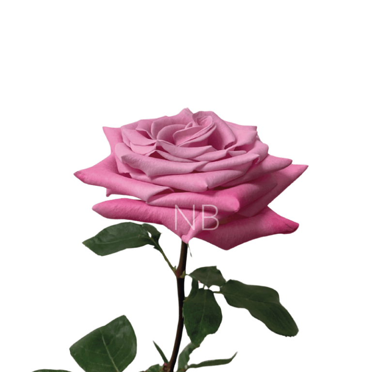 babbaloo roses