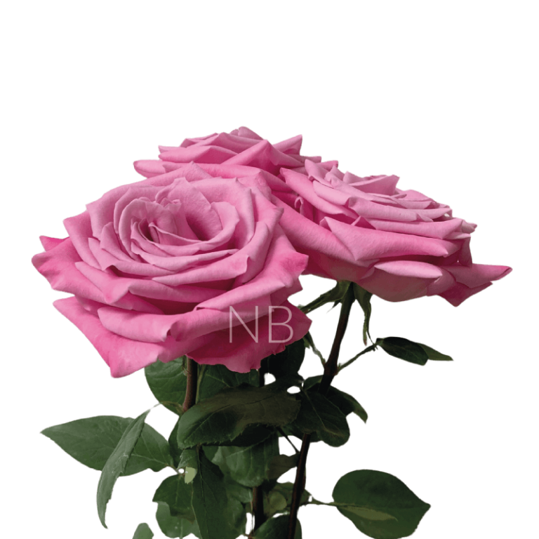 babbaloo roses