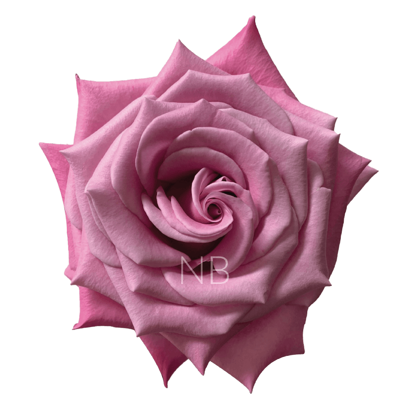 babbaloo roses