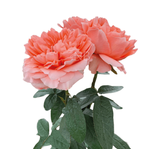 Dragon Fly Roses Dragon Fly Roses