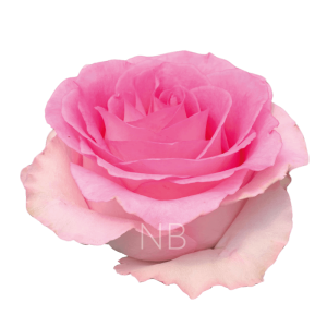 Mandala Roses