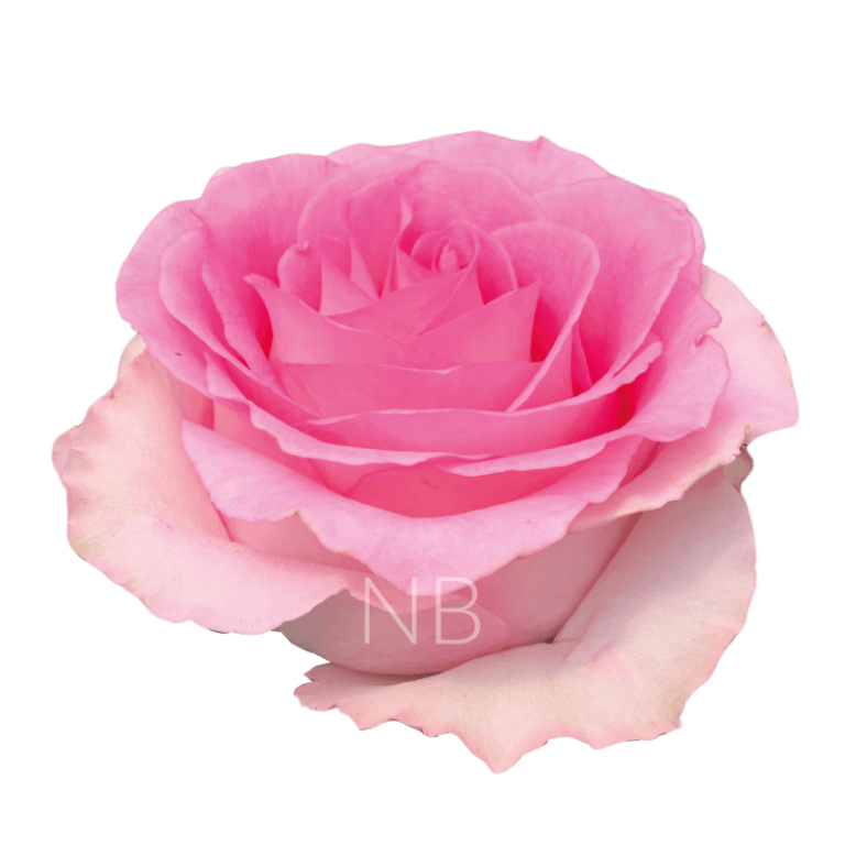 Mandala Roses