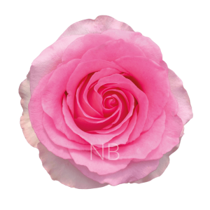 Mandala Roses