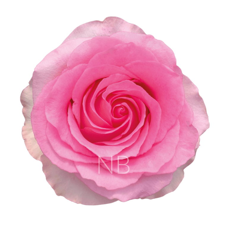 Mandala Roses