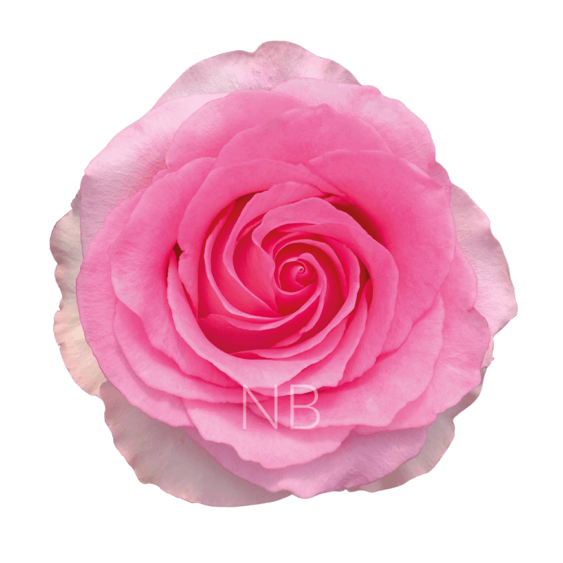 Mandala Roses